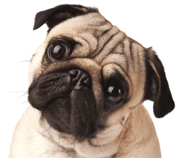 Mops Bild