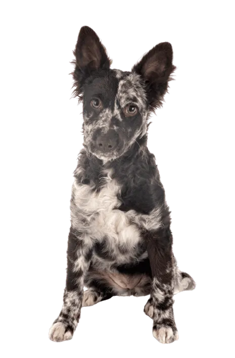 Mudi