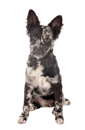 Mudi
