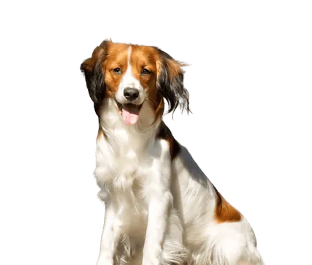 Bild für Nederlandse Kooikerhondje