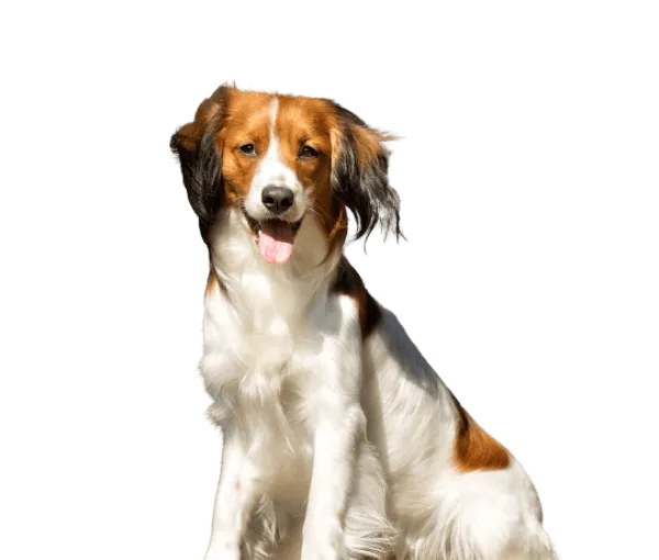 Nederlandse Kooikerhondje Bild