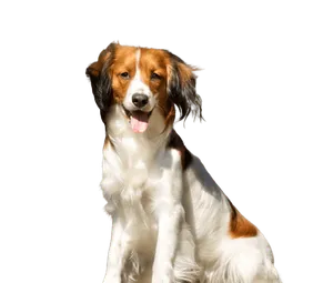 Nederlandse Kooikerhondje
