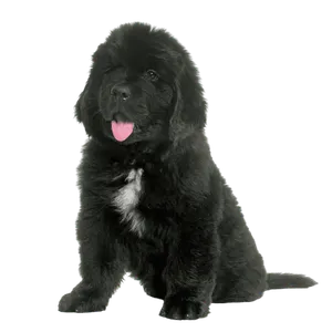 Neufundländer Puppy