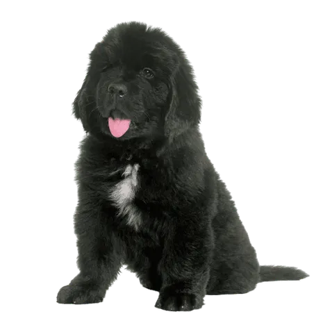 Neufundländer Puppy