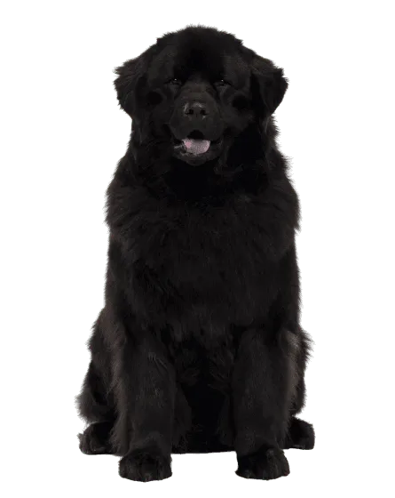 Neufundländer Bild 3