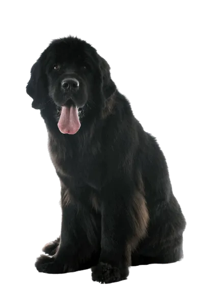 Neufundländer Bild 5