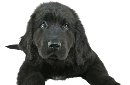 Bild für Neufundländer