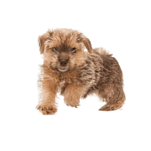 Norfolk Terrier
