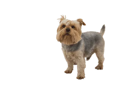 Norfolk Terrier