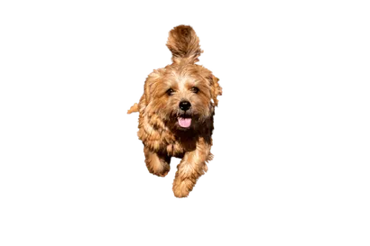 Norfolk Terrier
