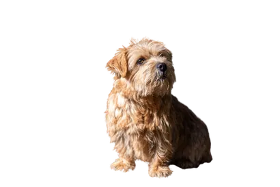 Norfolk Terrier