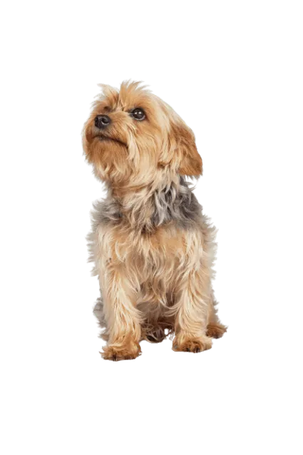 Norfolk Terrier