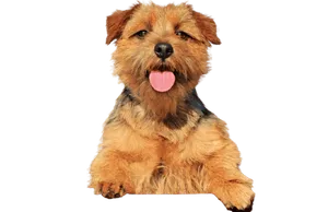 Norfolk Terrier