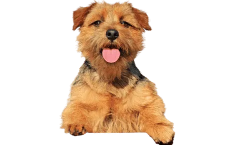 Bild für Norfolk Terrier