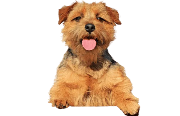 Norfolk Terrier Bild