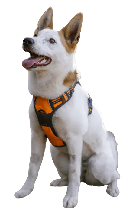 Bild für Norrbottenspitz