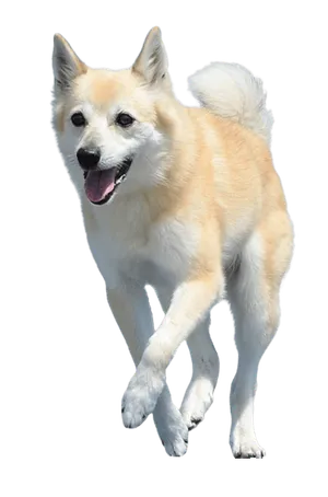 Norwegischer Buhund