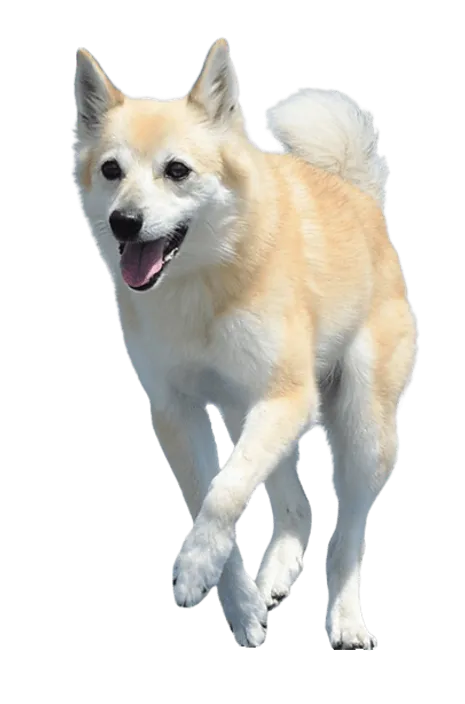 Norwegischer Buhund