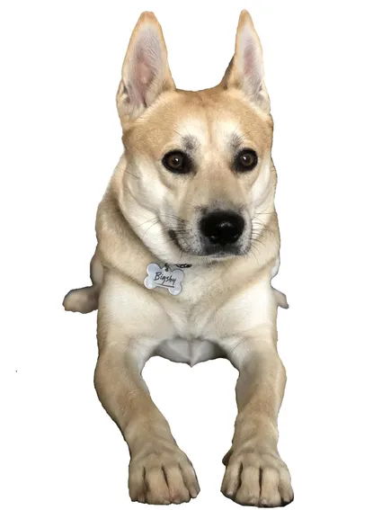 Norwegischer Buhund