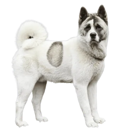 Norwegischer Buhund