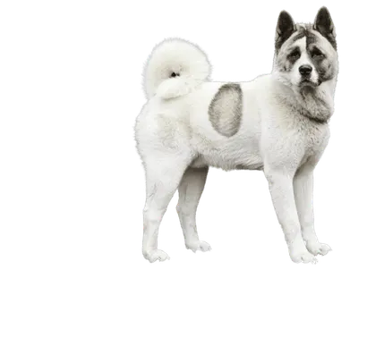 Norwegischer Buhund