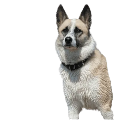 Bild für Norwegischer Buhund