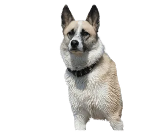Norwegischer Buhund