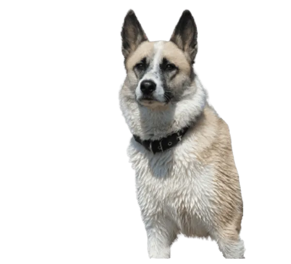 Norwegischer Buhund Bild