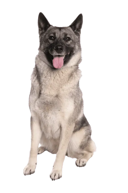 Bild für Norwegischer Elchhund grau