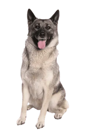 Norwegischer Elchhund grau