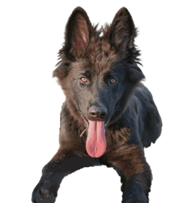 Norwegischer Elchhund schwarz Bild