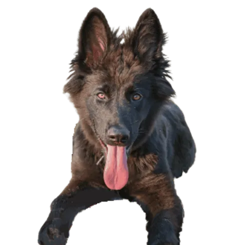 Bild für Norwegischer Elchhund schwarz