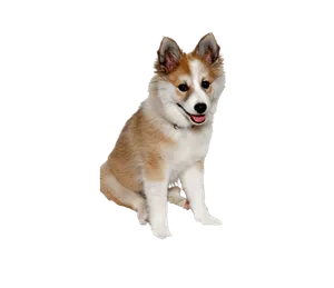 Norwegischer Lundehund