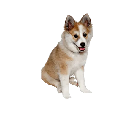 Norwegischer Lundehund