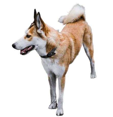 Norwegischer Lundehund