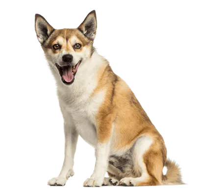 Norwegischer Lundehund