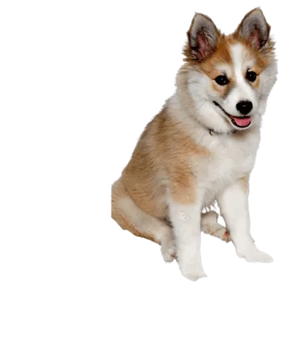 Norwegischer Lundehund