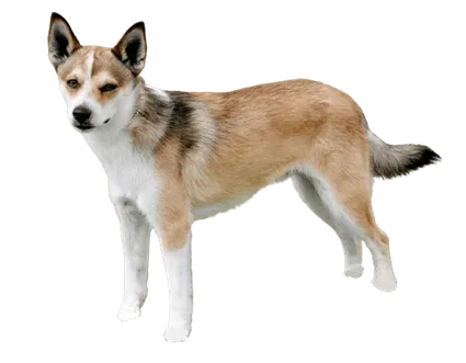 Norwegischer Lundehund