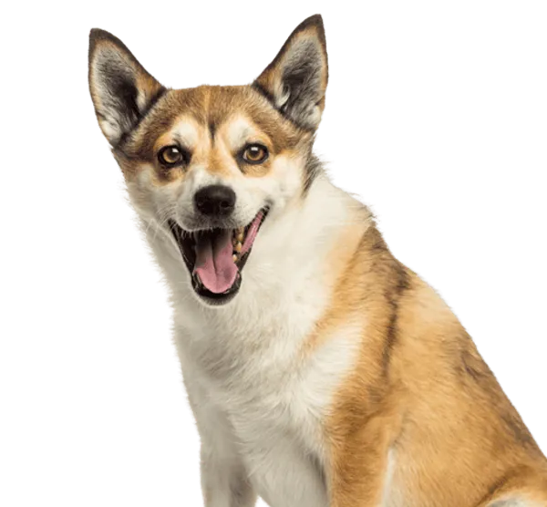 Norwegischer Lundehund Bild