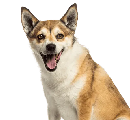 Bild für Norwegischer Lundehund