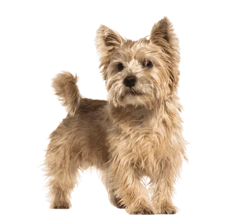 Norwich Terrier