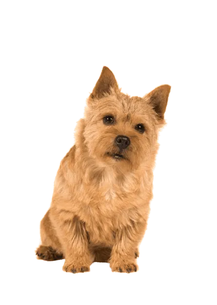 Norwich Terrier