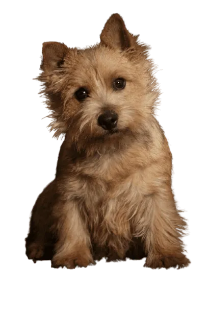 Norwich Terrier