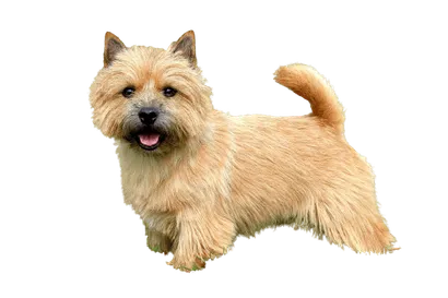 Norwich Terrier