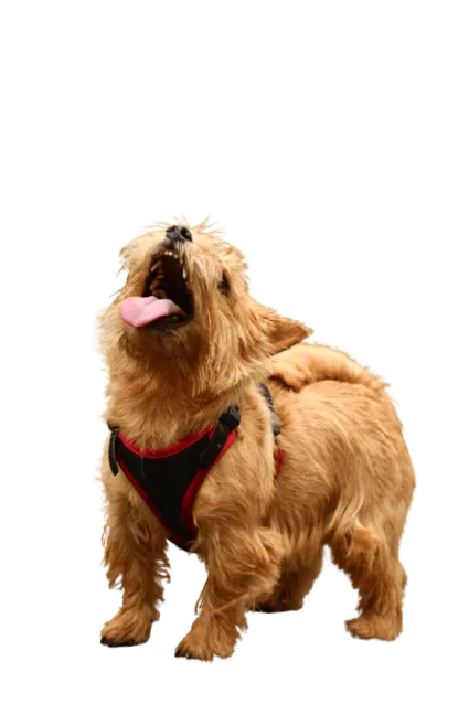 Norwich Terrier