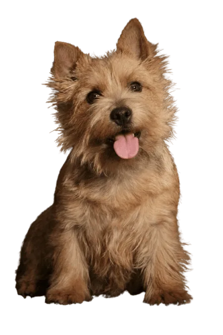 Bild für Norwich Terrier