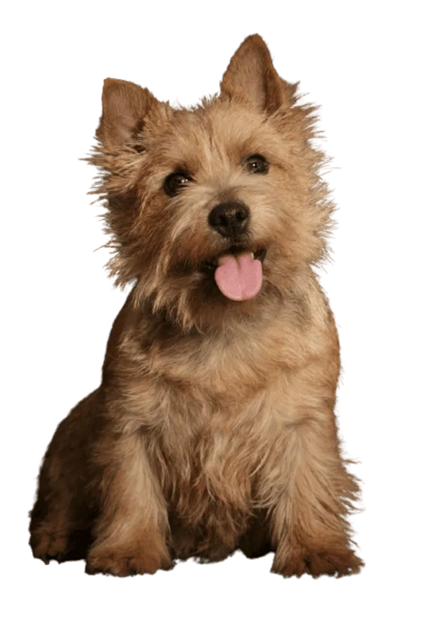 Norwich Terrier Bild