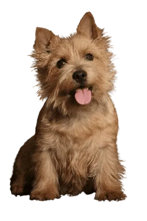 Norwich Terrier