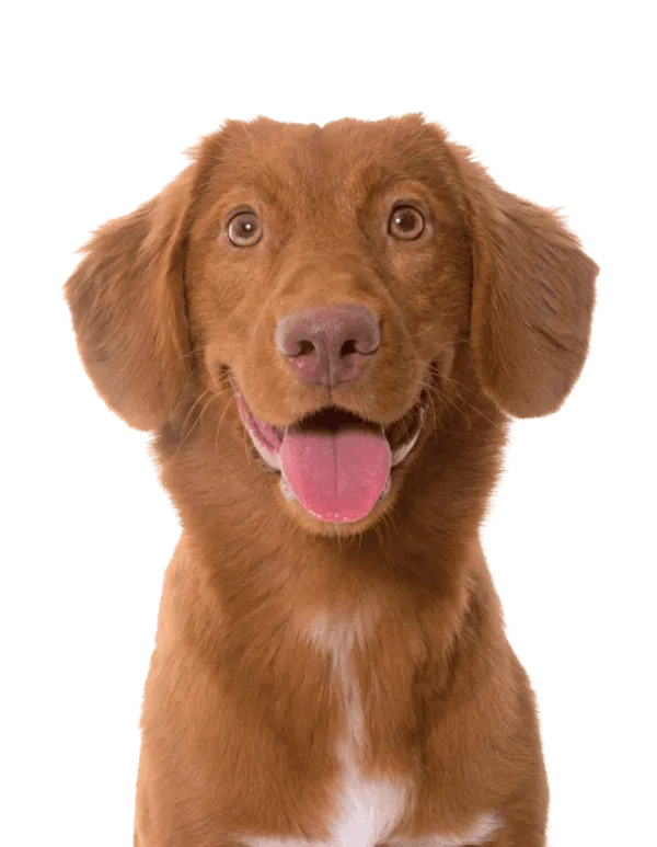 Nova Scotia Duck Tolling Retriever Bild