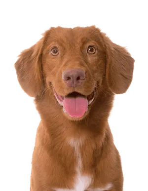 Nova Scotia Duck Tolling Retriever